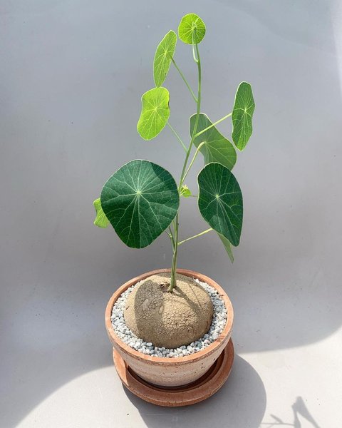 Thumbnail of ctr-an9rmwu-f7d8a37a9a194307 0