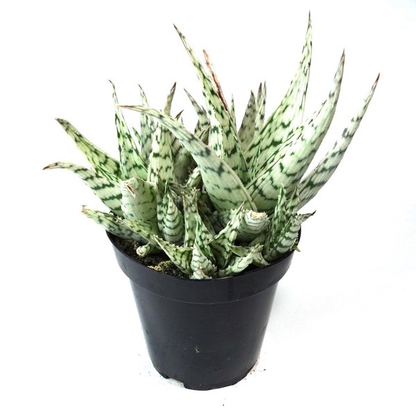 Thumbnail of p-cc1mdcbgiq1-f91da059783a4e9d 0