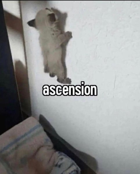 Thumbnail of p-ckecmmuszzu-fa0250ea46af403c 7