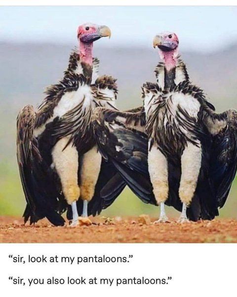 Thumbnail of p-b4vv1bmfw2a-faa2ddf46a284af3 0