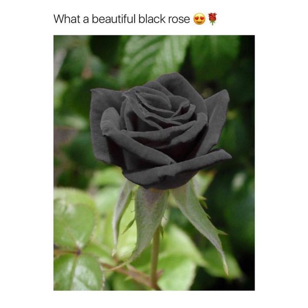 Thumbnail of p-bokpscvhzgr-fb4b79278e424478 0