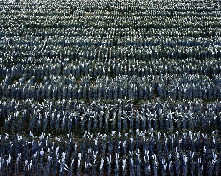 Thumbnail of p-dbl1pcatwdq-fc9b699657d44a33 12