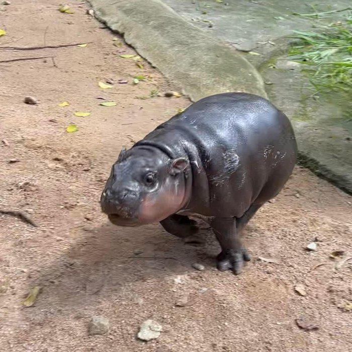 Thumbnail of www-x-com-sighyam-status-1836082479557382269-fcba1724b01f4aa2