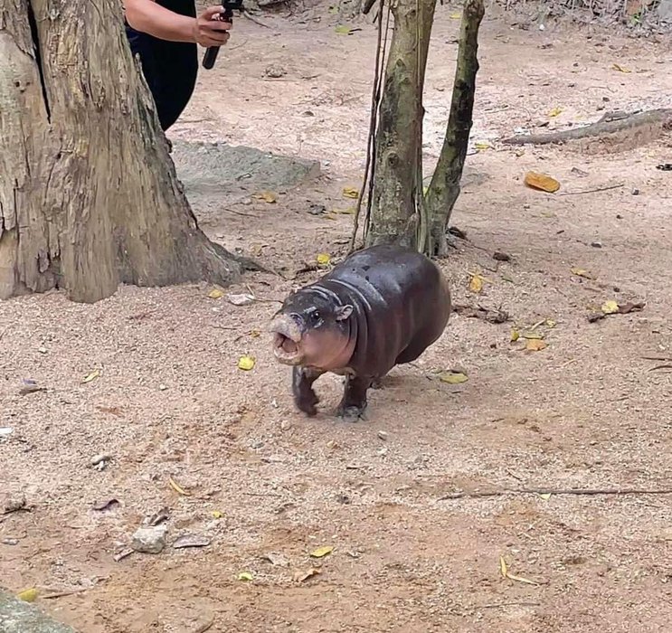 Thumbnail of www-x-com-sighyam-status-1836082479557382269-fcba1724b01f4aa2