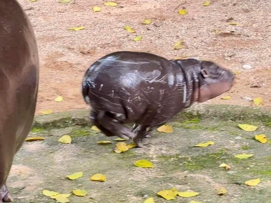 Thumbnail of www-x-com-sighyam-status-1836082479557382269-fcba1724b01f4aa2