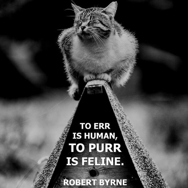 Thumbnail of p-cangowfhx3m-fcc7b08df35d42bf 0