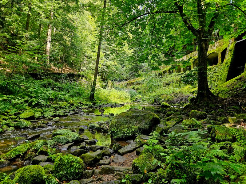 Thumbnail of kim-petersen-uniquewildflowers 1