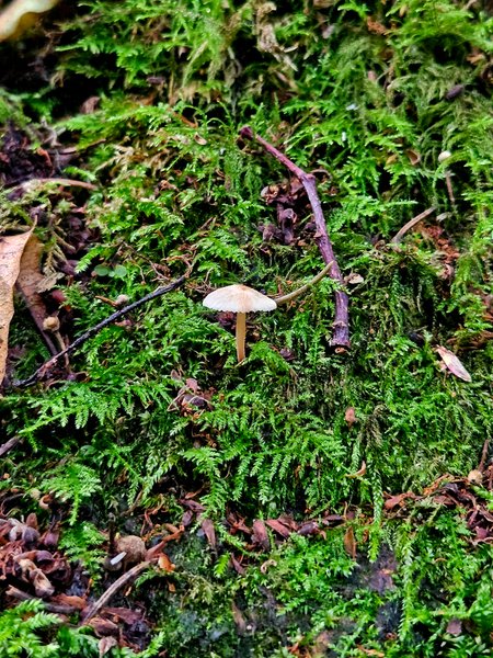 Thumbnail of kim-petersen-uniquewildflowers 3