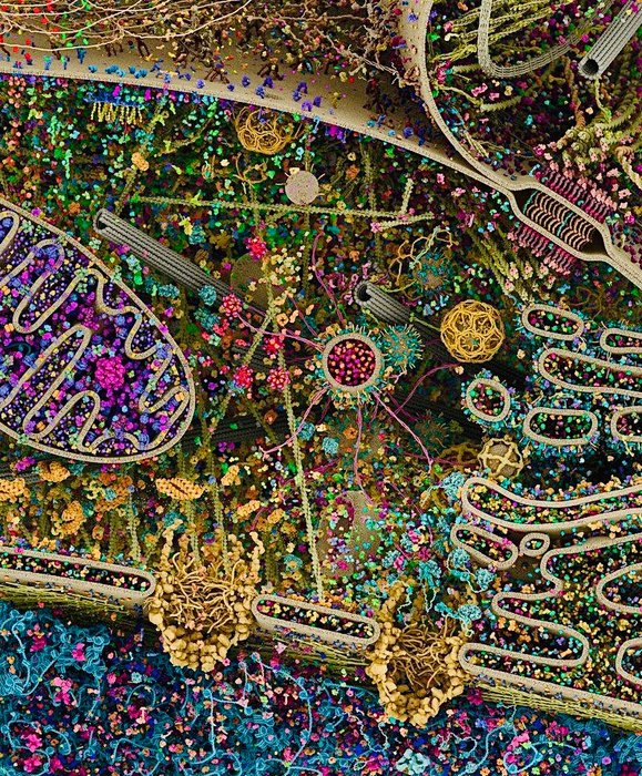 Thumbnail of www-x-com-microscopicture-status-1520859755547398149-0524b14cf65a48d5