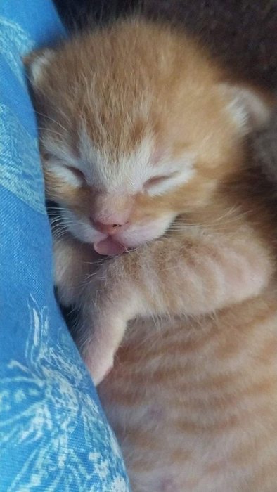 Thumbnail of www-x-com-cutecats-status-1854146718830358738-05d8557449f34932