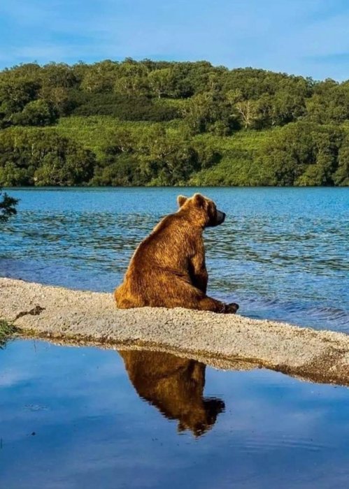 Thumbnail of www-x-com-not-dog-status-1658655254068568064-09f790bf39a5460f