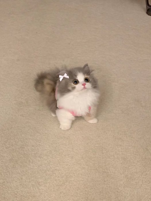 Thumbnail of www-x-com-piinkimi-status-1702385404912017784-0e4e3677862f436a