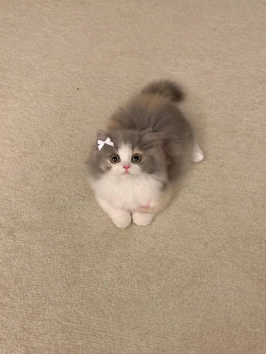 Thumbnail of www-x-com-piinkimi-status-1702385404912017784-0e4e3677862f436a