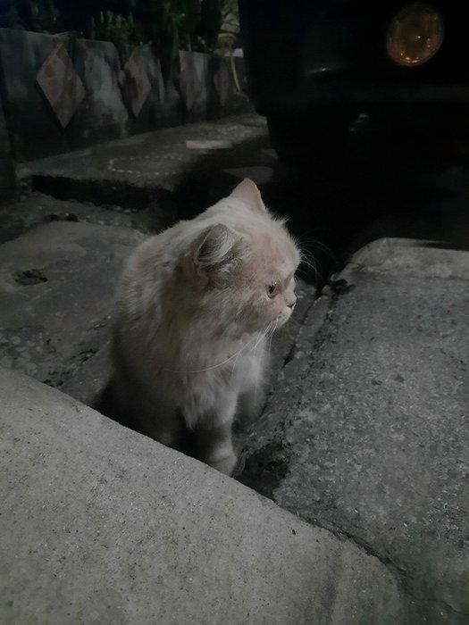 Thumbnail of www-x-com-goodafteruoou-status-1869738500448501953-124a8006adc34c86