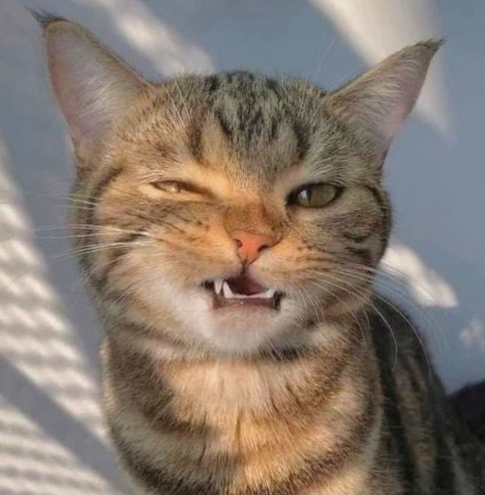 Thumbnail of www-x-com-dailybtscats-status-1465674672381513733-13b66b5180b54ddc