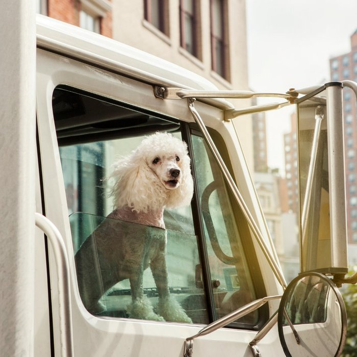 Thumbnail of www-x-com-ottawabylaw-status-1494306645274509316-156c39a3b361461f