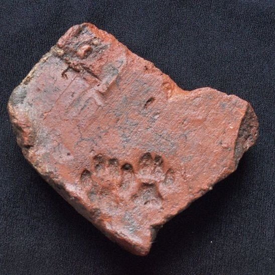 Thumbnail of www-x-com-postsofcats-status-1782220375981523449-1640b2d54fc941f2