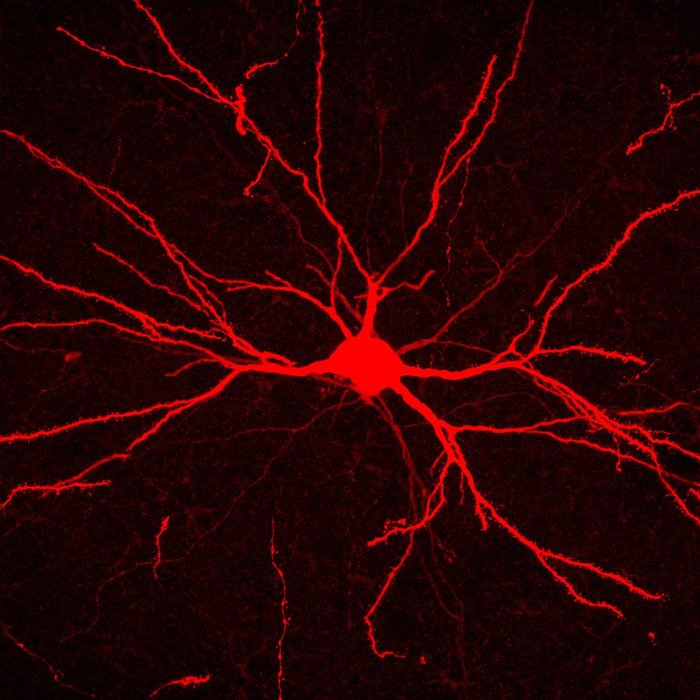 Thumbnail of www-x-com-thebrunocortex-status-1836767176533098759-1ca19160ad224095