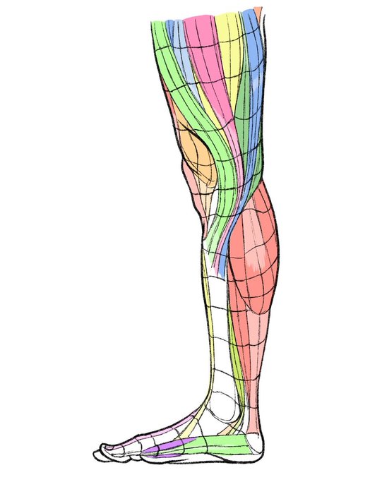 Thumbnail of www-x-com-kato-anatomy-status-1367459513305944068-1d9f61d3b7da4121