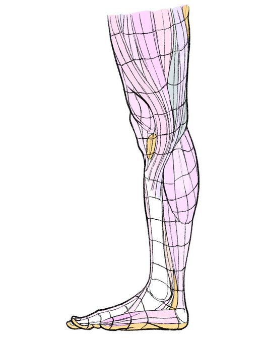Thumbnail of www-x-com-kato-anatomy-status-1367459513305944068-1d9f61d3b7da4121
