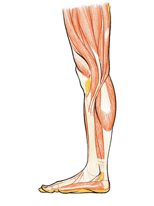 Thumbnail of www-x-com-kato-anatomy-status-1367459513305944068-1d9f61d3b7da4121