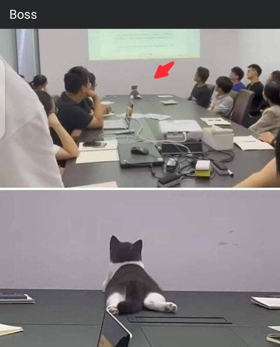 Thumbnail of www-x-com-postsofcats-status-1966903264965689715-1f9829821e91409e