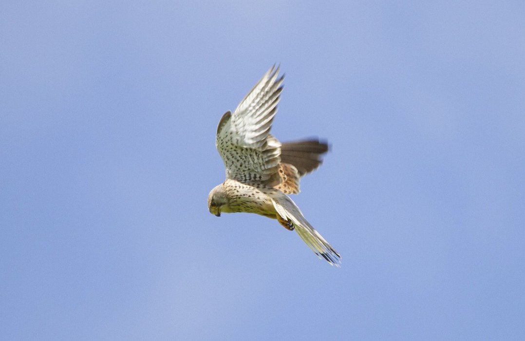 Thumbnail of www-x-com-haggardhawks-status-949161036870897664-2221ed1320524a2a