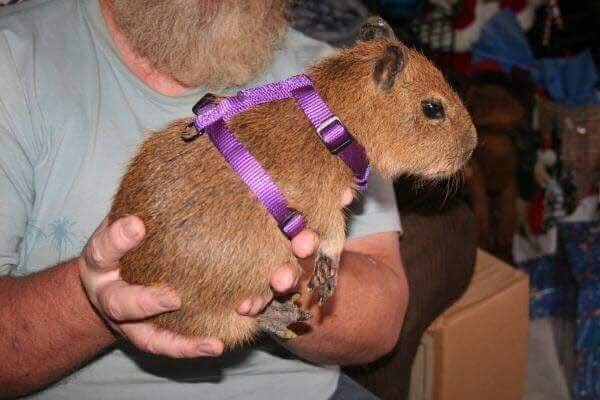 Thumbnail of www-x-com-capybara-man-status-1449752574563848201-23689dac81864881