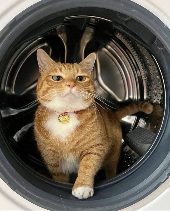 Thumbnail of www-x-com-postsofcats-status-1927822702015902042-25b1bc31b56d4b70