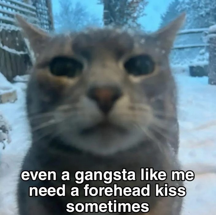 Thumbnail of www-x-com-respectfulmemes-status-1958841074664853629-29c6c3bc35294845