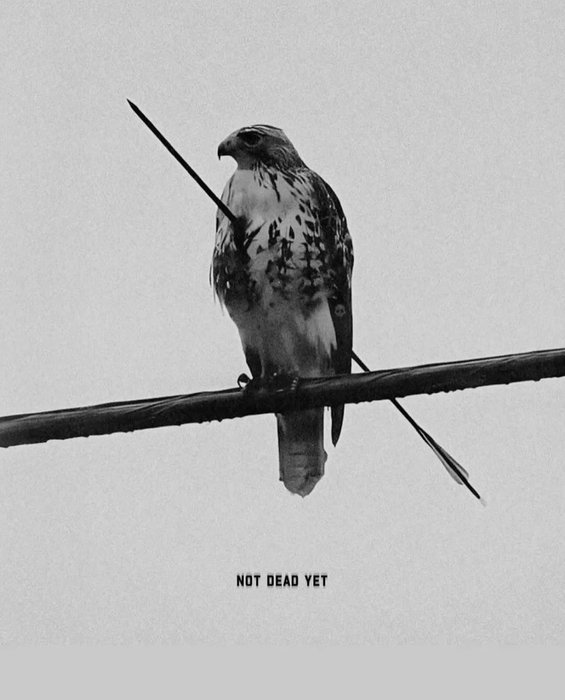 Thumbnail of www-x-com-maxyourtest-status-1913335986936783119-32367425c3574469