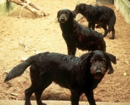 Thumbnail of www-x-com-doggtism-status-1806551280740971006-339dfa84ac004cb6