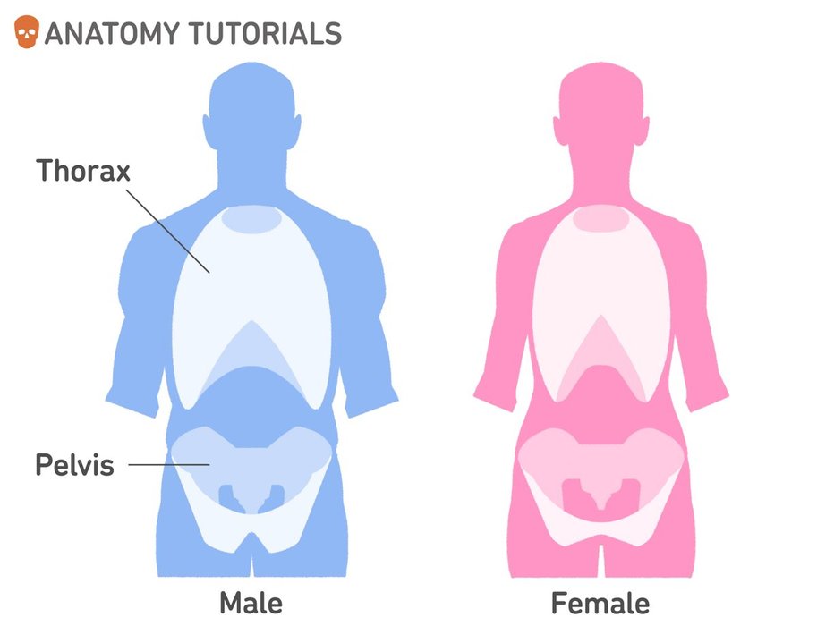 Thumbnail of www-x-com-kato-anatomy-status-1567430493687414784-3536fb21d12045f6