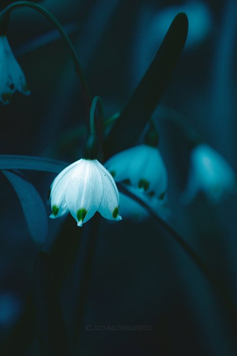 Thumbnail of www-x-com-alltheblueroses-status-1705225302190772672-3590faaba46c426b