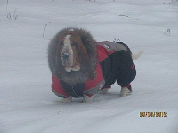 Thumbnail of www-x-com-contextdogs-status-1898342982903873843-36fe7ce836164db6