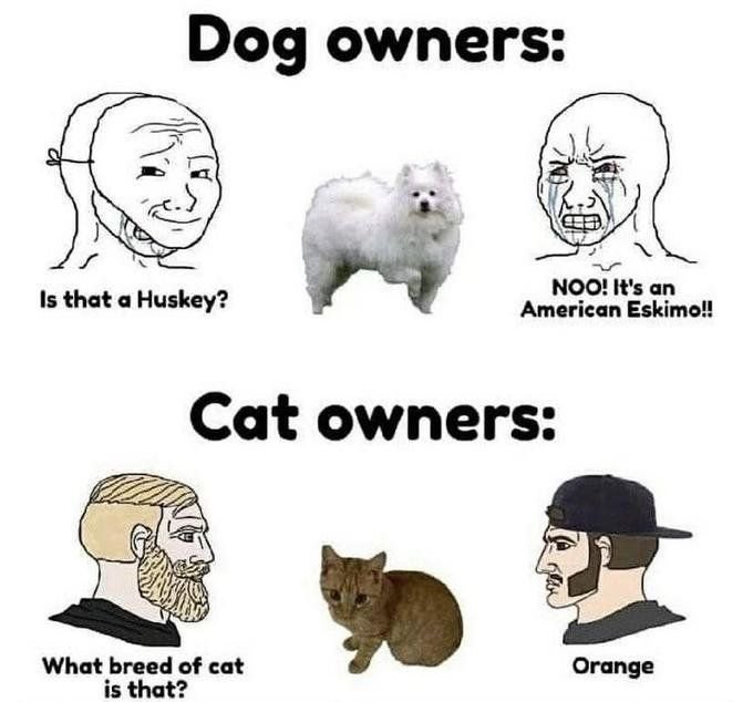 Thumbnail of www-x-com-shouldhavecat-status-1748639258208797001-37385601194f4ba4