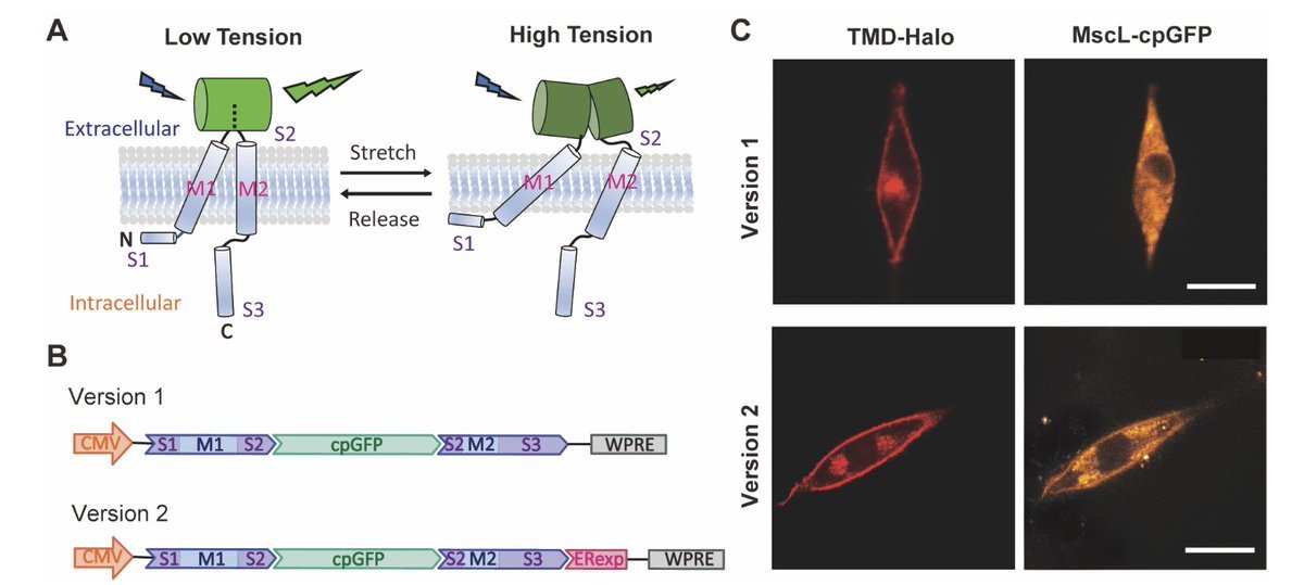 Thumbnail of www-x-com-joachimgoedhart-status-1577979219354783744-392a63aba32a47d1
