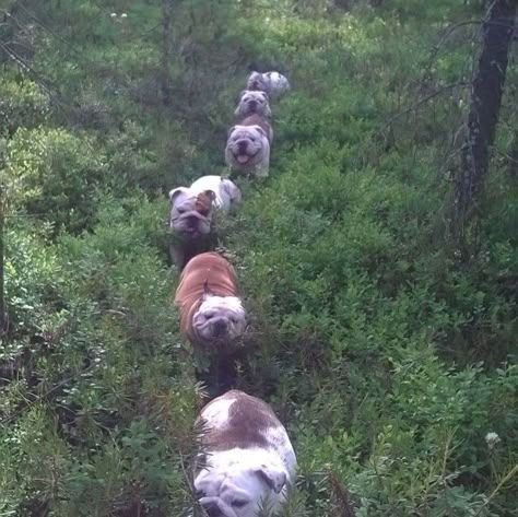 Thumbnail of www-x-com-contextdogs-status-1892944891296006239-39358b828cc94cfe