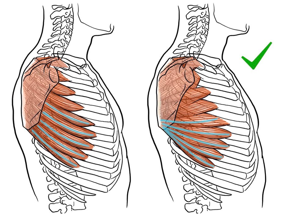 Thumbnail of www-x-com-kato-anatomy-status-1513510040392527873-39cadc3e54e241f3