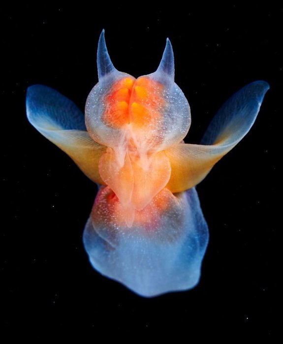 Thumbnail of www-x-com-seacreature-otd-status-1568209826710265859-3b49a4bb29e94e9f