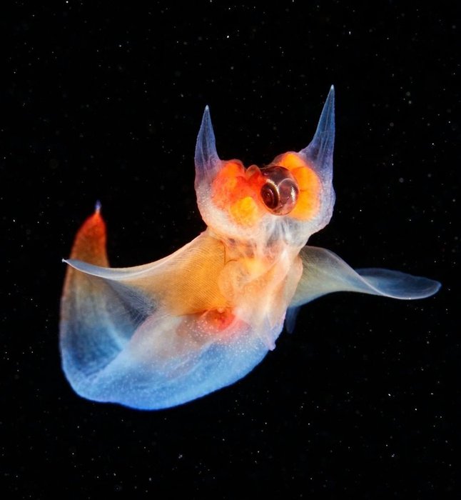 Thumbnail of www-x-com-seacreature-otd-status-1568209826710265859-3b49a4bb29e94e9f