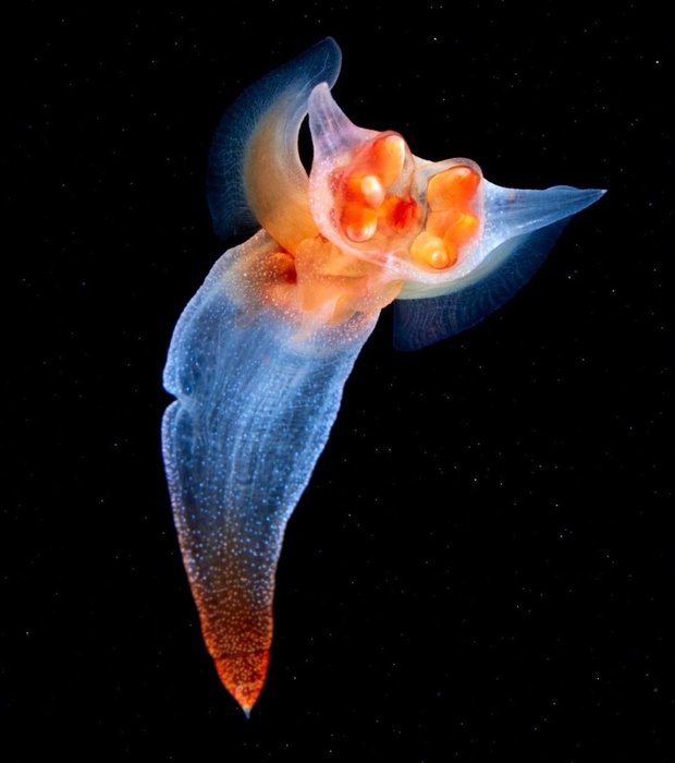 Thumbnail of www-x-com-seacreature-otd-status-1568209826710265859-3b49a4bb29e94e9f