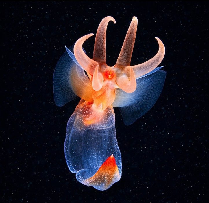 Thumbnail of www-x-com-seacreature-otd-status-1568209826710265859-3b49a4bb29e94e9f