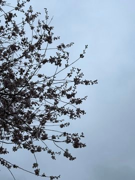 Thumbnail of www-twitter-com-taromantou-status-1770910134400651591