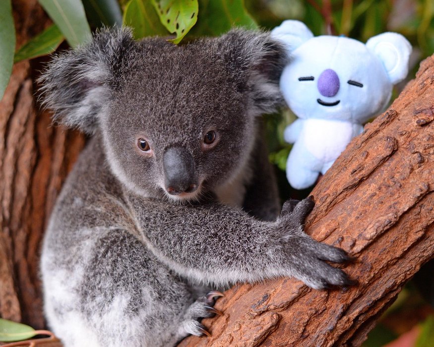 Thumbnail of www-x-com-australiazoo-status-1059627042122039296-4abf165fe7d447be