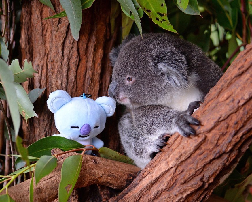 Thumbnail of www-x-com-australiazoo-status-1059627042122039296-4abf165fe7d447be