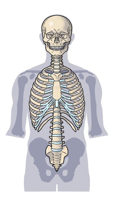 Thumbnail of www-x-com-kato-anatomy-status-1522190876348682240-51d0268a3bb84c25