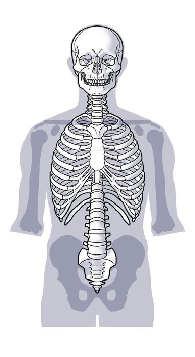 Thumbnail of www-x-com-kato-anatomy-status-1522190876348682240-51d0268a3bb84c25