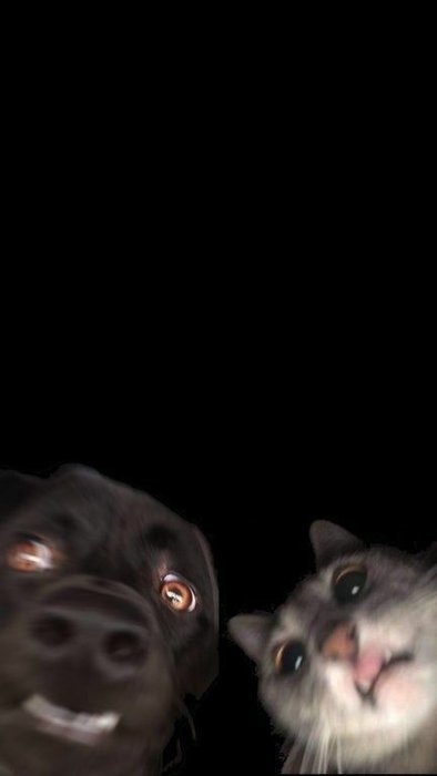 Thumbnail of www-x-com-contextdogs-status-1834781619577627047-5378eaffdc06450b