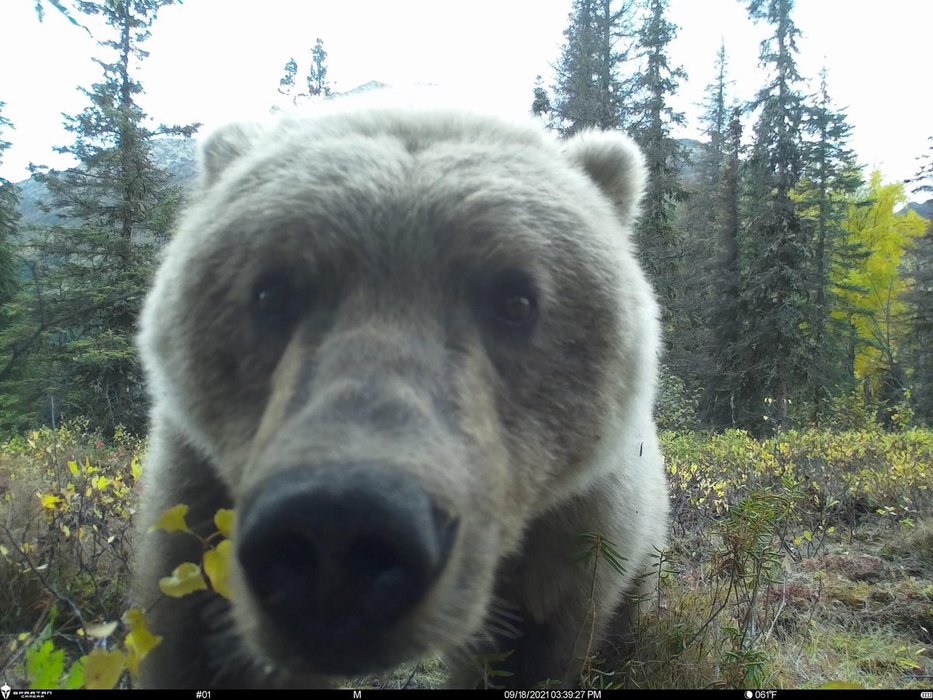 Thumbnail of www-x-com-trail-cams-status-1817294837814866244-552ceb4e32b74fd5